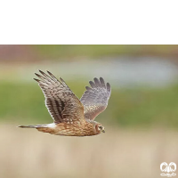 گونه سنقر خاکستری Hen Harrier